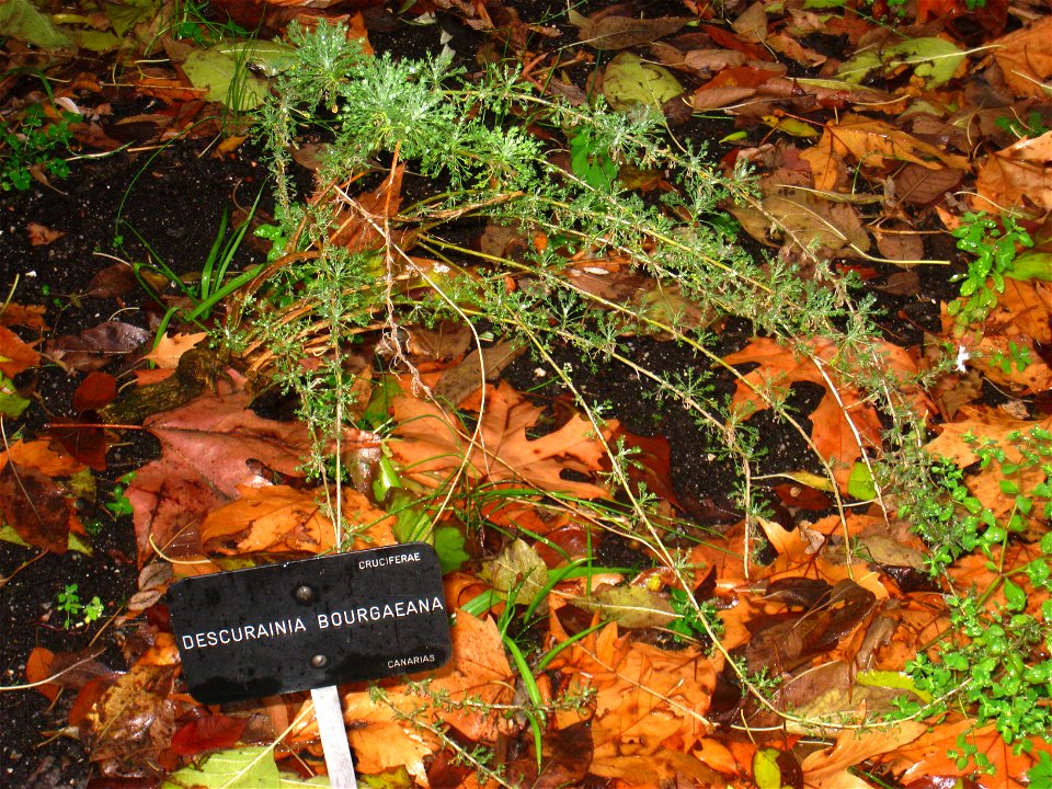 Descurainia bourgaeana - Royal Botanical Garden, Madrid, Spain. I took this photograph.
