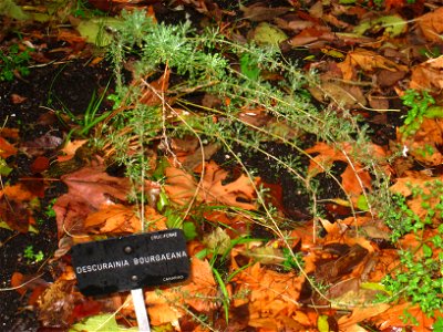 Descurainia bourgaeana - Royal Botanical Garden, Madrid, Spain. I took this photograph.