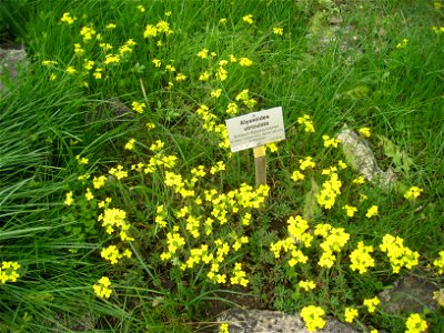 Alyssoides utriculata specimen, in the Botanischer Garten, Berlin-Dahlem (Berlin Botanical Garden), Berlin, Germany.