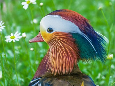 Animal pinnate colorful