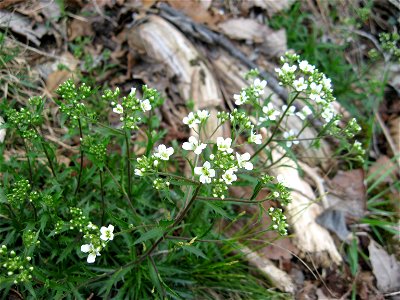 Draba ramosissima on limestone cliff at Crutcher and Sally Brown Nature Preserves, Garrard County, Kentucky. photo