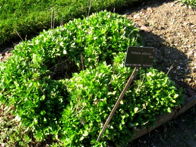 Peltaria alliacea in the Jardin des Plantes de Paris, Paris, France. photo