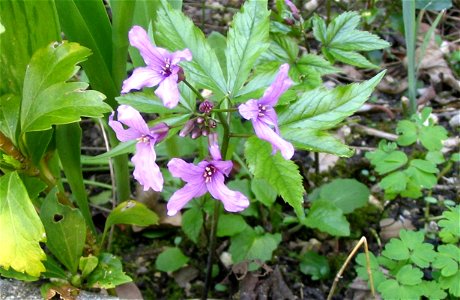 Showy toothwort, Cardamine pentaphyllos photo