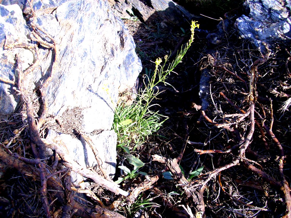 Erysimum nevadense habit, Sierra Nevada, Spain