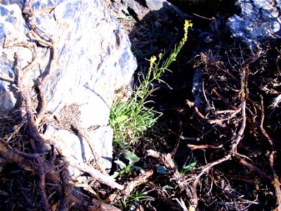 Erysimum nevadense habit, Sierra Nevada, Spain photo