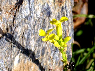 Erysimum nevadense flowers close up, Sierra Nevada, Spain