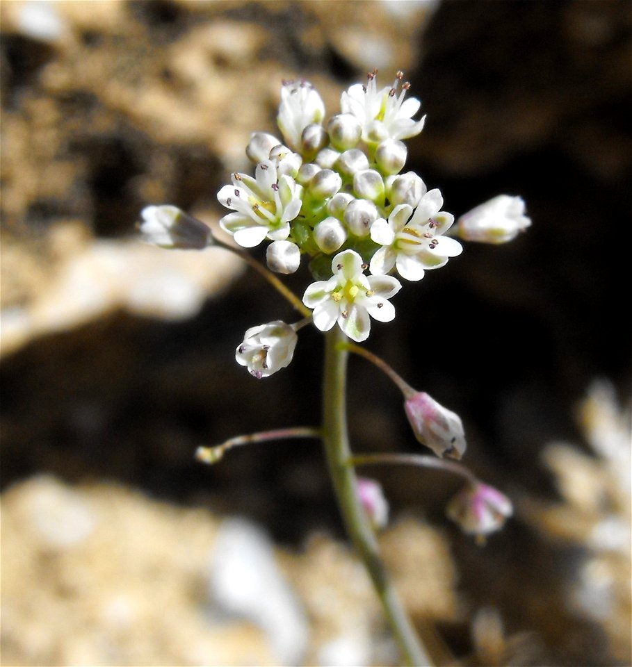 Thysanocarpus laciniatus, Anza Borrego Desert State Park, California, USA