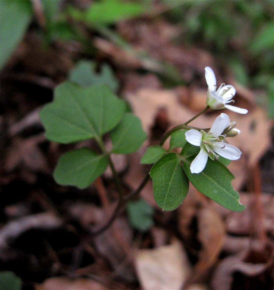 Cardamine flagellifera, growing in a cove forest near the mouth of a stream on the north side of the Ocoee River gorge, Polk County, Tennessee.