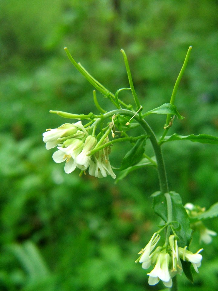Arabis turrita