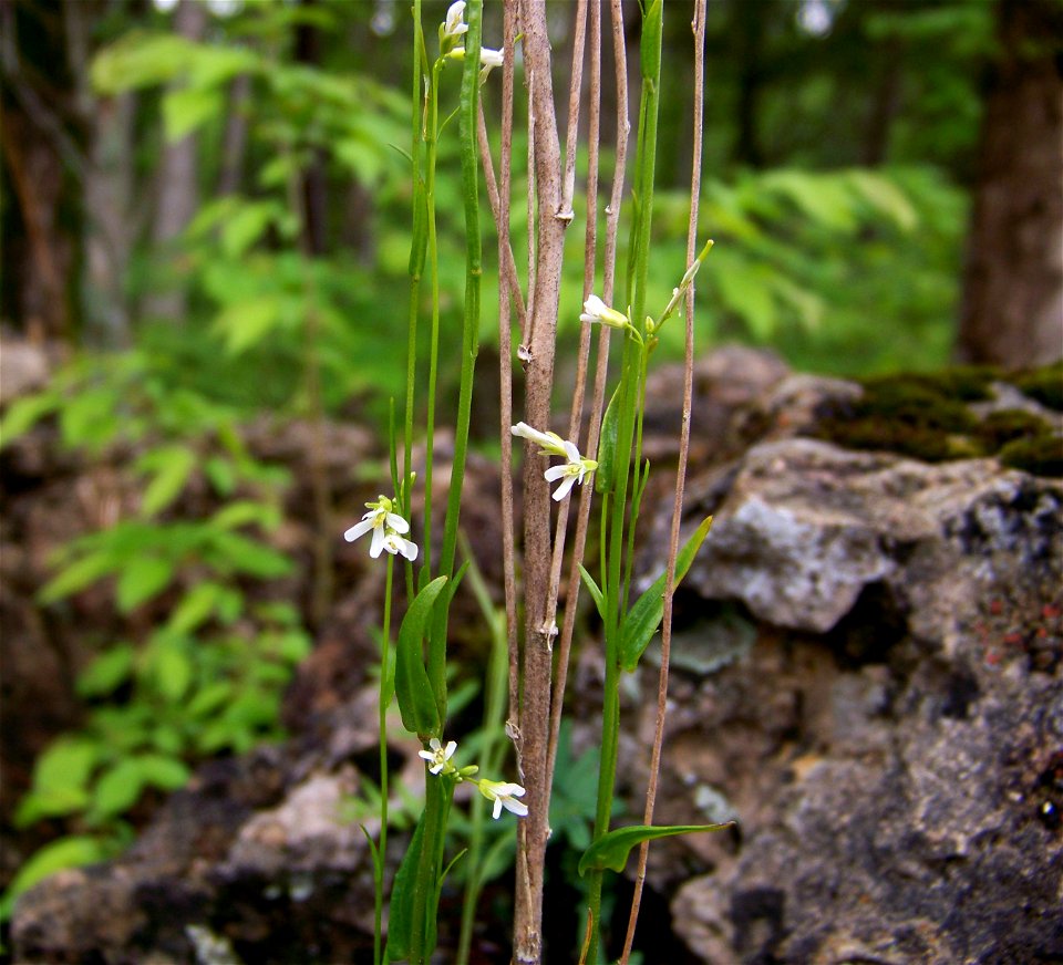 Arabis pycnocarpa on a dolomite boulder in Lynx Prairie, Adams County, Ohio