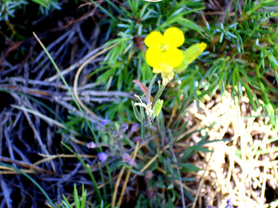 Coincya monensis subsp. nevadensis flowers close up, Sierra Nevada, Spain
