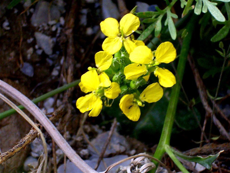Coincya monensis subsp. nevadensis flowers close up, Sierra Nevada, Spain