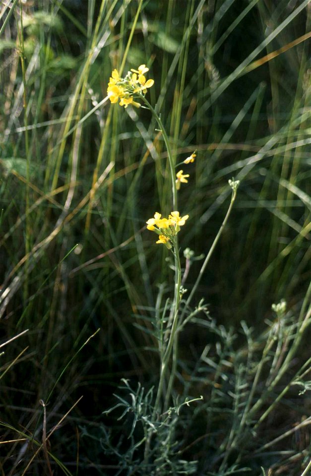 COINCYA MONENSIS SSP. MONENSIS: the Isle of Man cabbage.