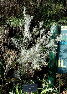 Botanical specimen in the Jardín Botánico de Barcelona - Barcelona, Spain.