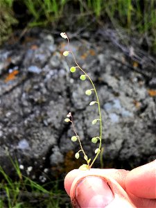 common sandweed (Athysanus pusillus) photo