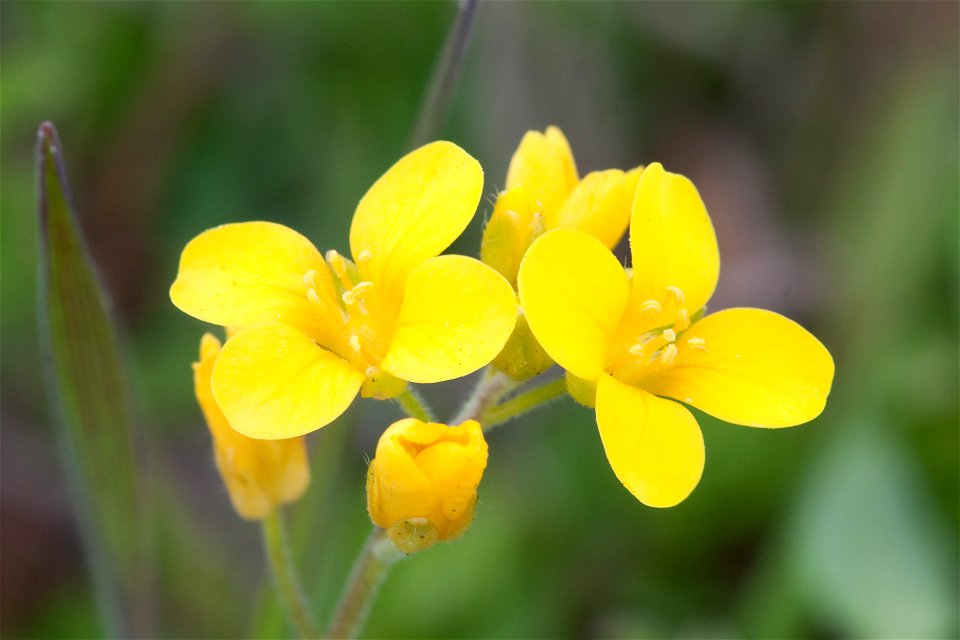 Nashville mustard (Paysonia lescurii) flowers photographed in Nashville, Tennessee