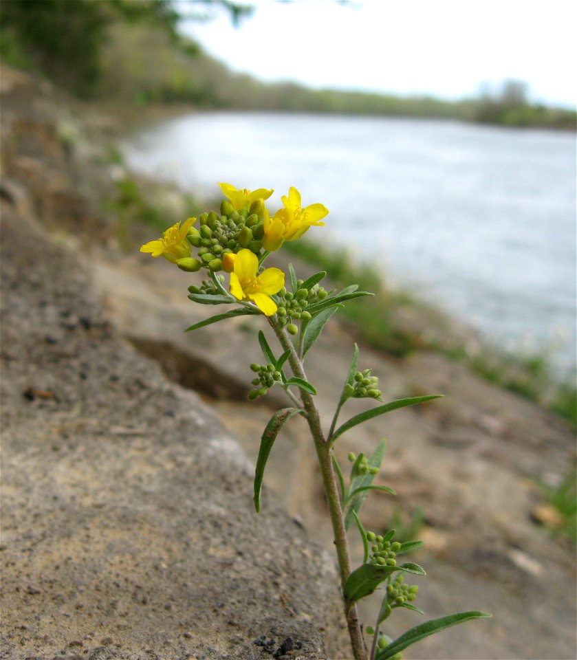Physaria globosa. Limestone bank of the Cumberland River, Montgomery County, Tennessee