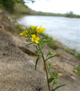 Physaria globosa. Limestone bank of the Cumberland River, Montgomery County, Tennessee photo