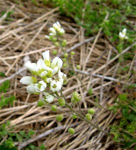 Paysonia stonensis, Walterhill Floodplain on the Stones River, Rutherford County, Tennessee.