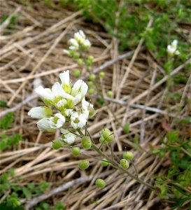 Paysonia stonensis, Walterhill Floodplain on the Stones River, Rutherford County, Tennessee. photo