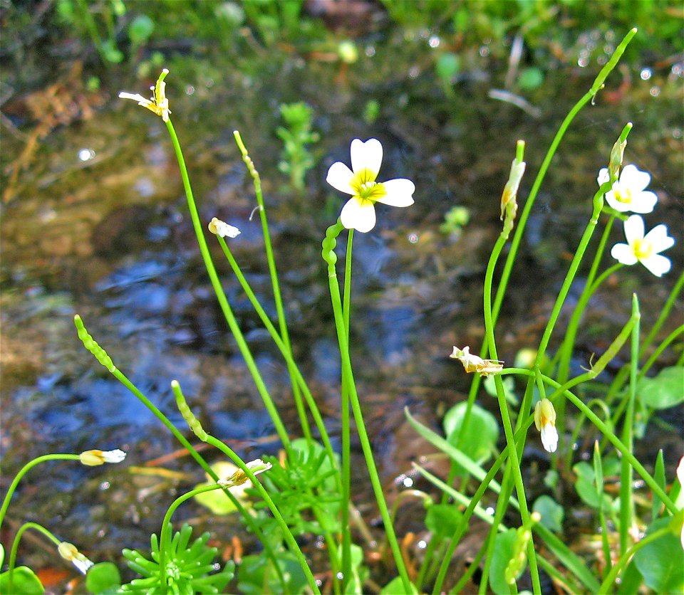Leavenworthia torulosa, growing abundantly along a seepy creek through a cedar glade, Rutherford County, Tennessee. East of La Vergne. The area is slated for development. Growing with Gratiola quarter