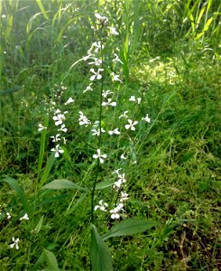 Iodanthus pinnatifidus, bottomland forest along Red River at Port Royal State Park, Robertson County, Tennessee