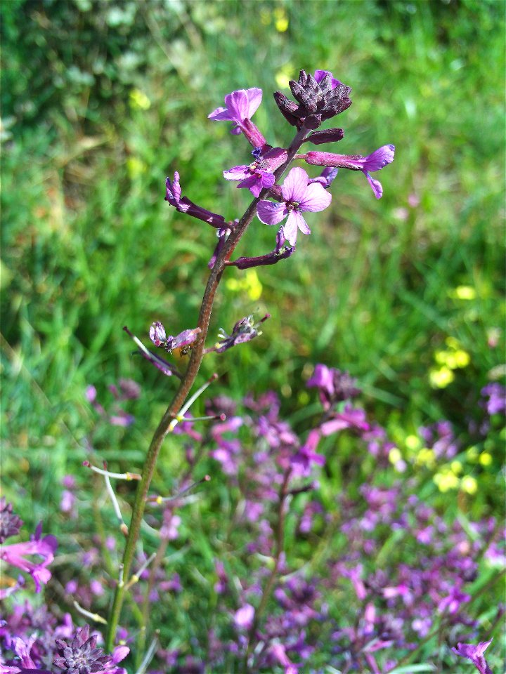 Erysimum favargeri Flowers Close up Campo de Calatrava, Spain