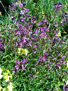 Erysimum favargeri habit Campo de Calatrava, Spain photo