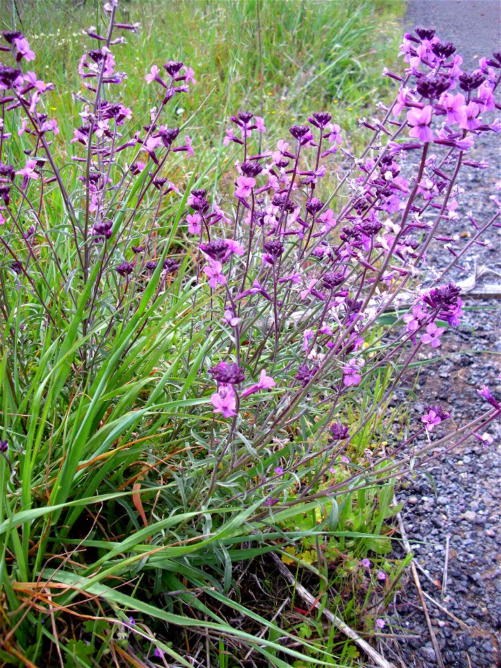 Erysimum favargeri habit, Cañada de Calatrava, Campo de Calatrava, Spain