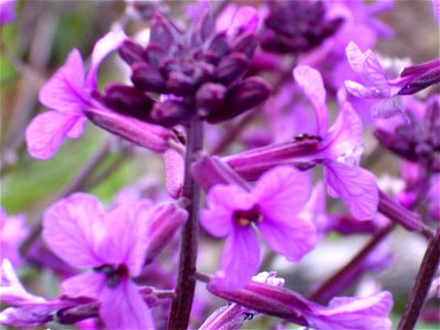 Erysimum favargeri Inflorescence, Cañada de Calatrava, Campo de Calatrava, Spain photo