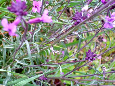 Erysimum favargeri stems and leaves, Cañada de Calatrava, Campo de Calatrava, Spain photo