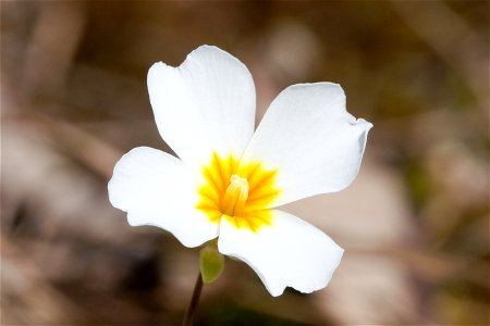 Cedar Gladecress (Leavenworthia stylosa) in Rutherford County, Tennessee photo