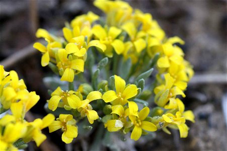 Image title: Physaria congesta flowers flowering Image from Public domain images website, http://www.public-domain-image.com/full-image/flora-plants-public-domain-images-pictures/flowers-public-domain photo