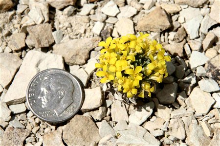 Image title: Physaria congesta bluffs bladderpod plant Image from Public domain images website, http://www.public-domain-image.com/full-image/flora-plants-public-domain-images-pictures/flowers-public- photo