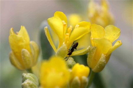 Image title: Dudley bluffs twinpod flowers physaria obcordata Image from Public domain images website, http://www.public-domain-image.com/full-image/flora-plants-public-domain-images-pictures/flowers- photo