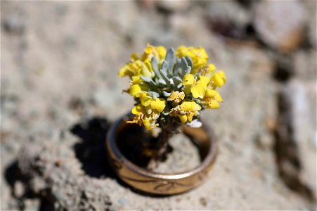 Image title: Physaria congesta plant in ring dudley bluffs bladderpod Image from Public domain images website, http://www.public-domain-image.com/full-image/flora-plants-public-domain-images-pictures/ photo