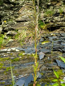 Boechera missouriensisis, dry bedrock slopes above river, where Highway 278 crosses Baker Creek, Howard County, Arkansas. An herbarium specimen of this individual plant is available at the Austin Peay photo