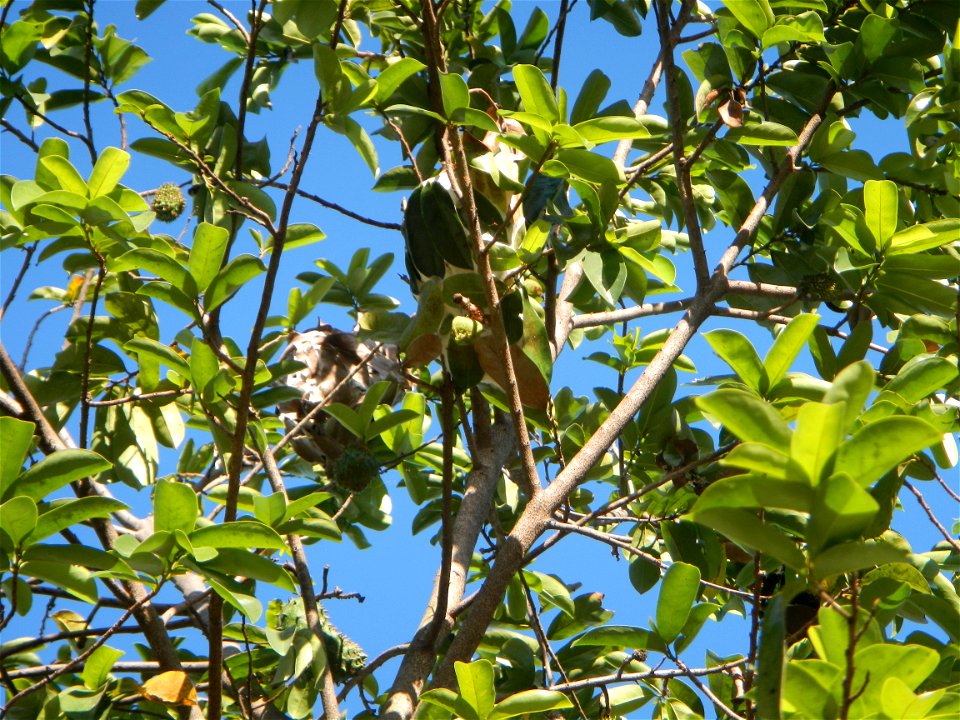Soursop Guyabano (Philippines) Annona muricata in Alexis G. Santos National High School Nilo A. Abulencia, Principal II, Renelyn A. Regala Head Teacher III Alexis G. Santos National High School 14°54'
