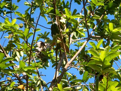 Soursop Guyabano (Philippines) Annona muricata in Alexis G. Santos National High School Nilo A. Abulencia, Principal II, Renelyn A. Regala Head Teacher III Alexis G. Santos National High School 14°54'