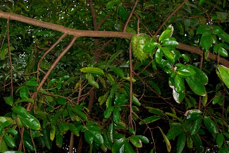 Corossol - Fruit sur arbre