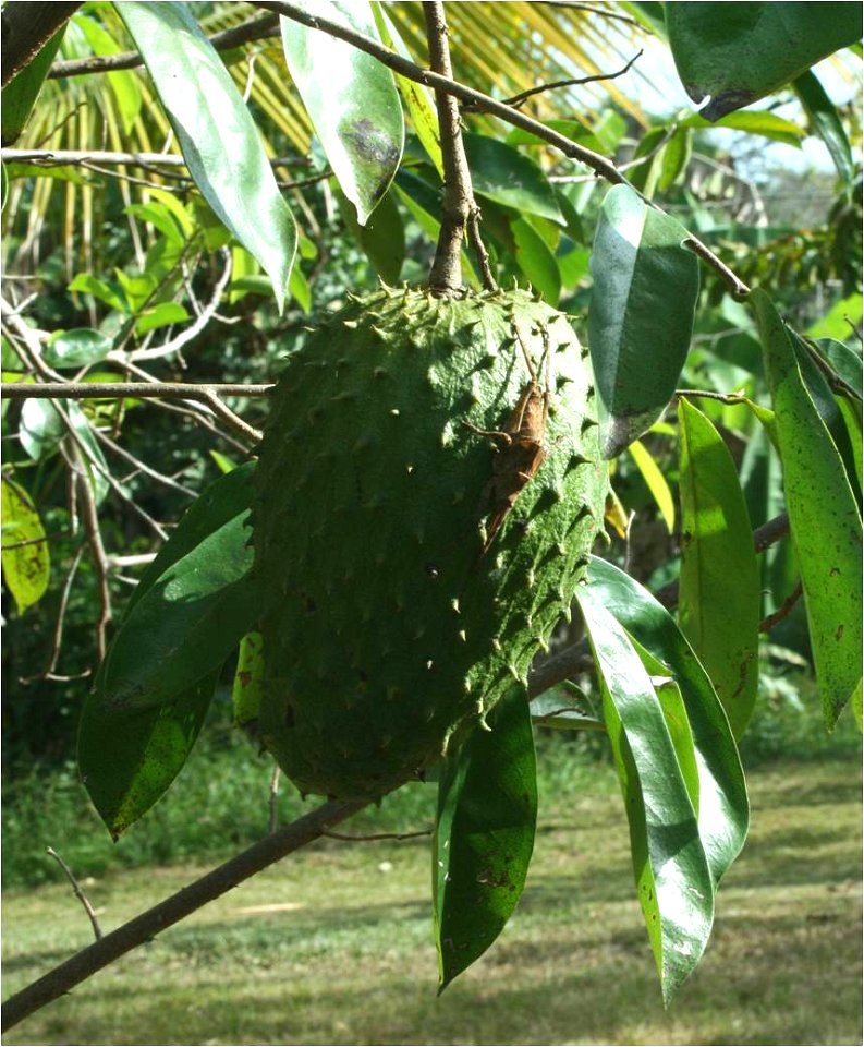 Fruit of Annona muricata from Boca de Nicharé on Rio Caura, Venezuela