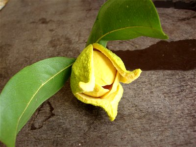 Fleur de corossol