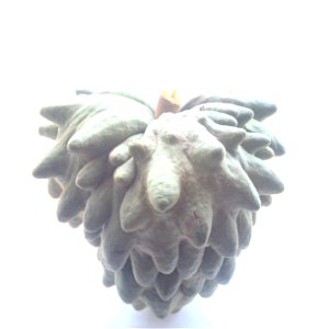 Annona muricata over white background.
