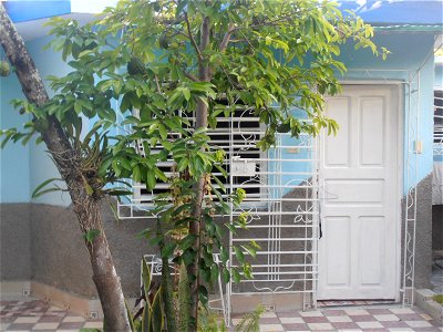 Guanábana en un jardín en Holguín, Cuba