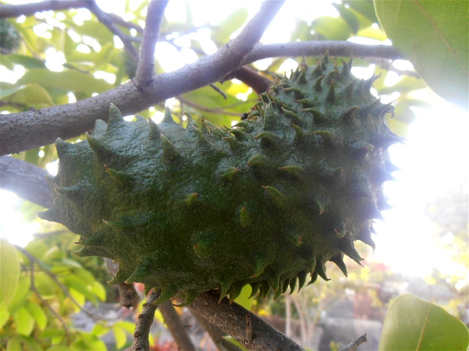 Guanábana en un jardín en Holguín, Cuba