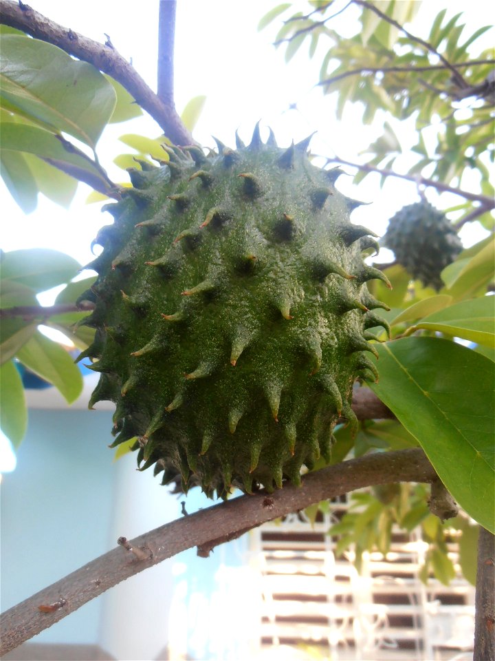 Guanábana en un jardín en Holguín, Cuba