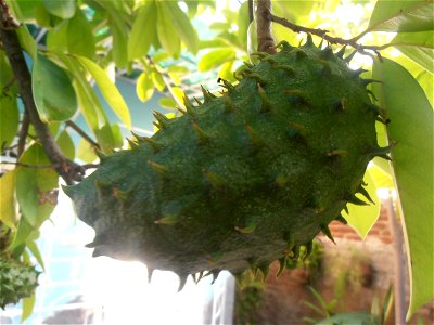 Guanábana en un jardín en Holguín, Cuba