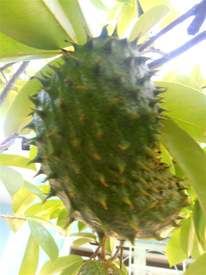 Guanábana en un jardín en Holguín, Cuba