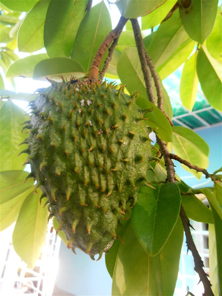 Guanábana en un jardín en Holguín, Cuba