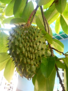 Guanábana en un jardín en Holguín, Cuba